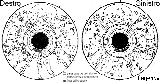 Iridologia